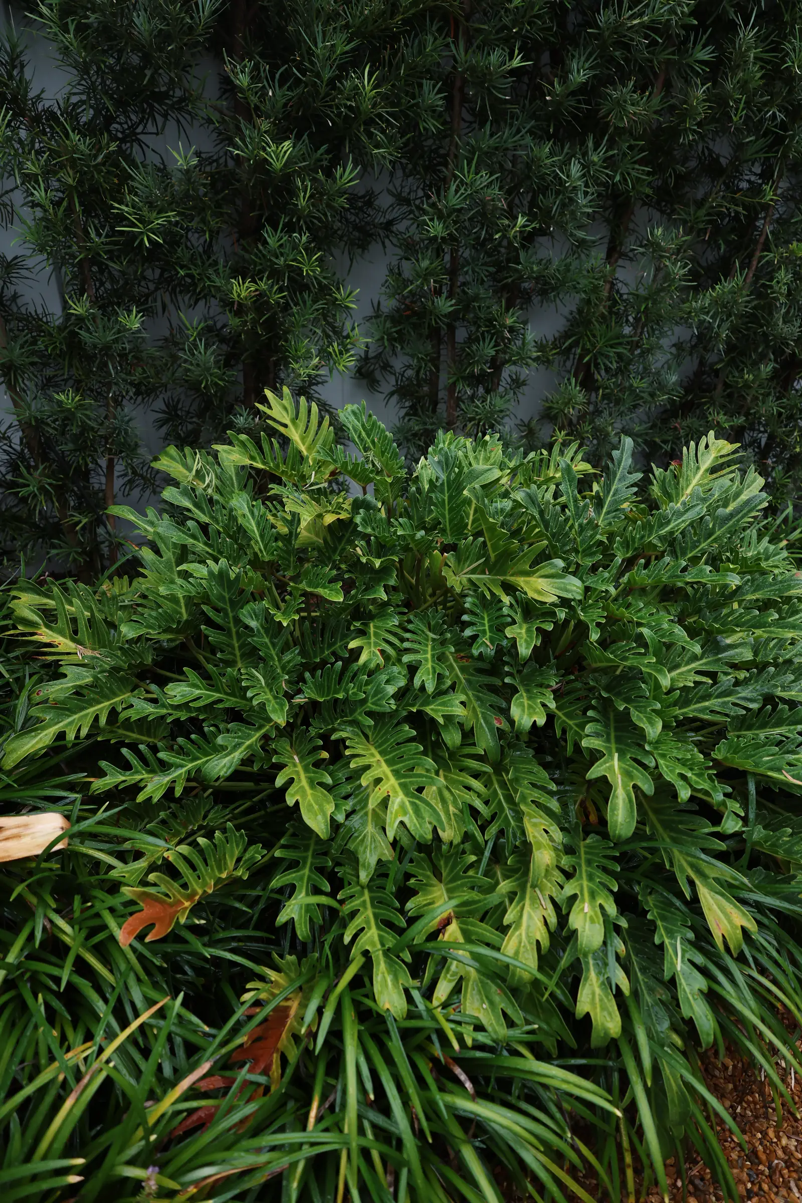 Philodendron xanadu foliage texture