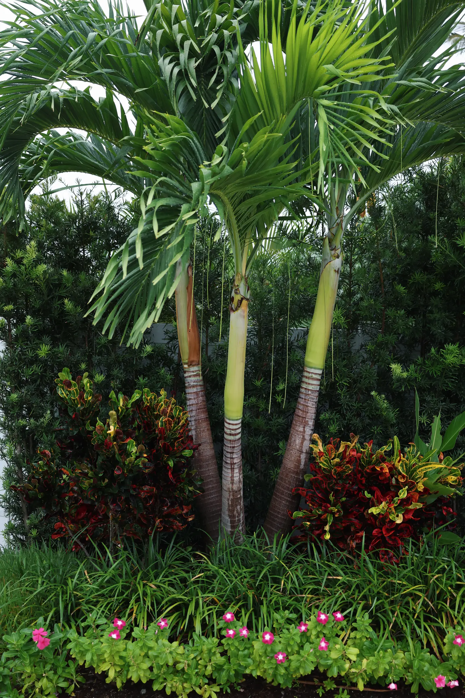 Adonidia palms with crotons, vertical
