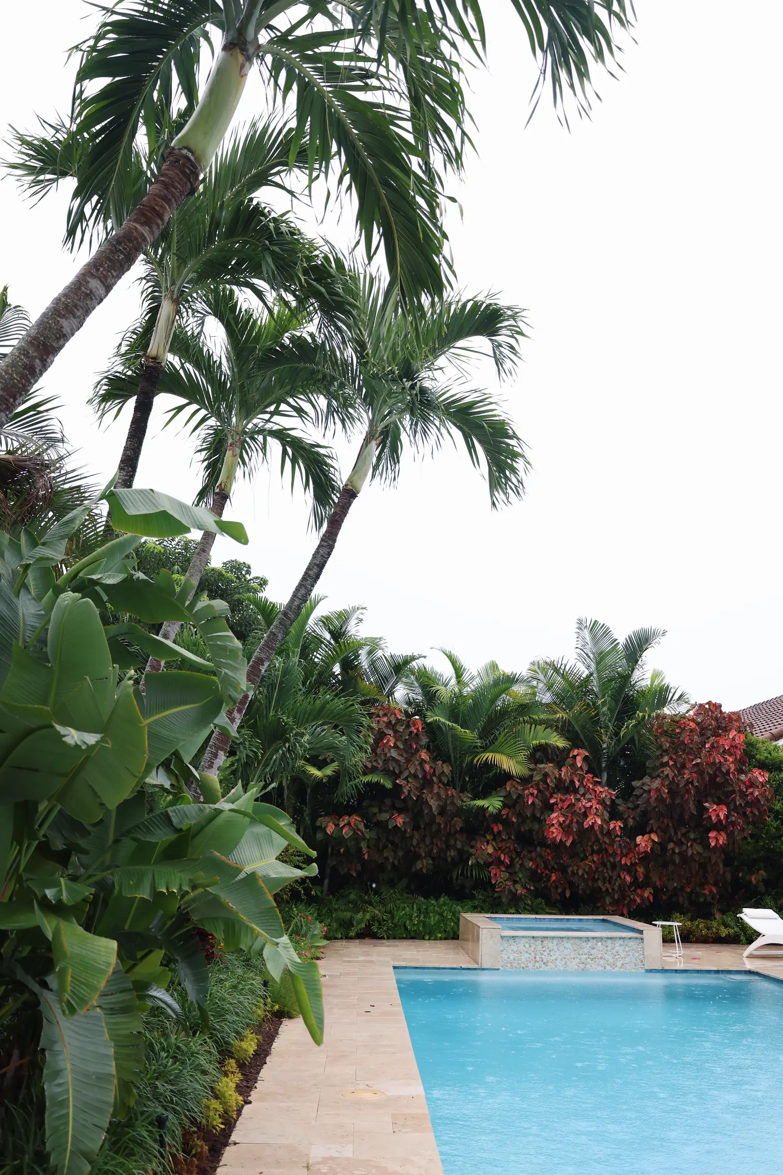Pool with leaning palm, vertical
