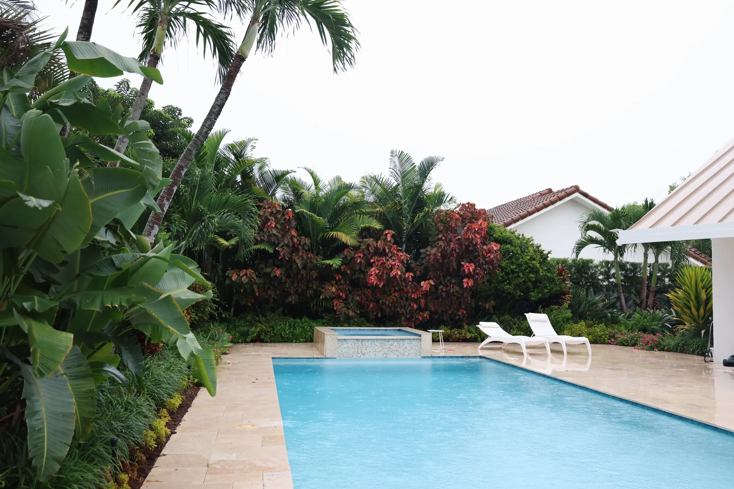 Pool, loungers and bird of paradise