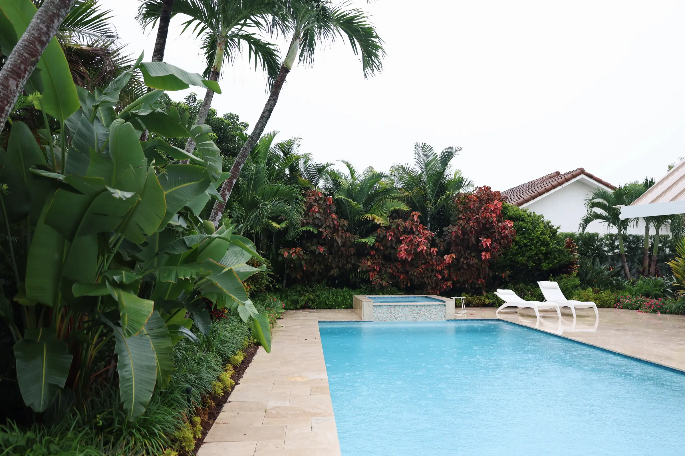 Bird of paradise leaves over lap pool