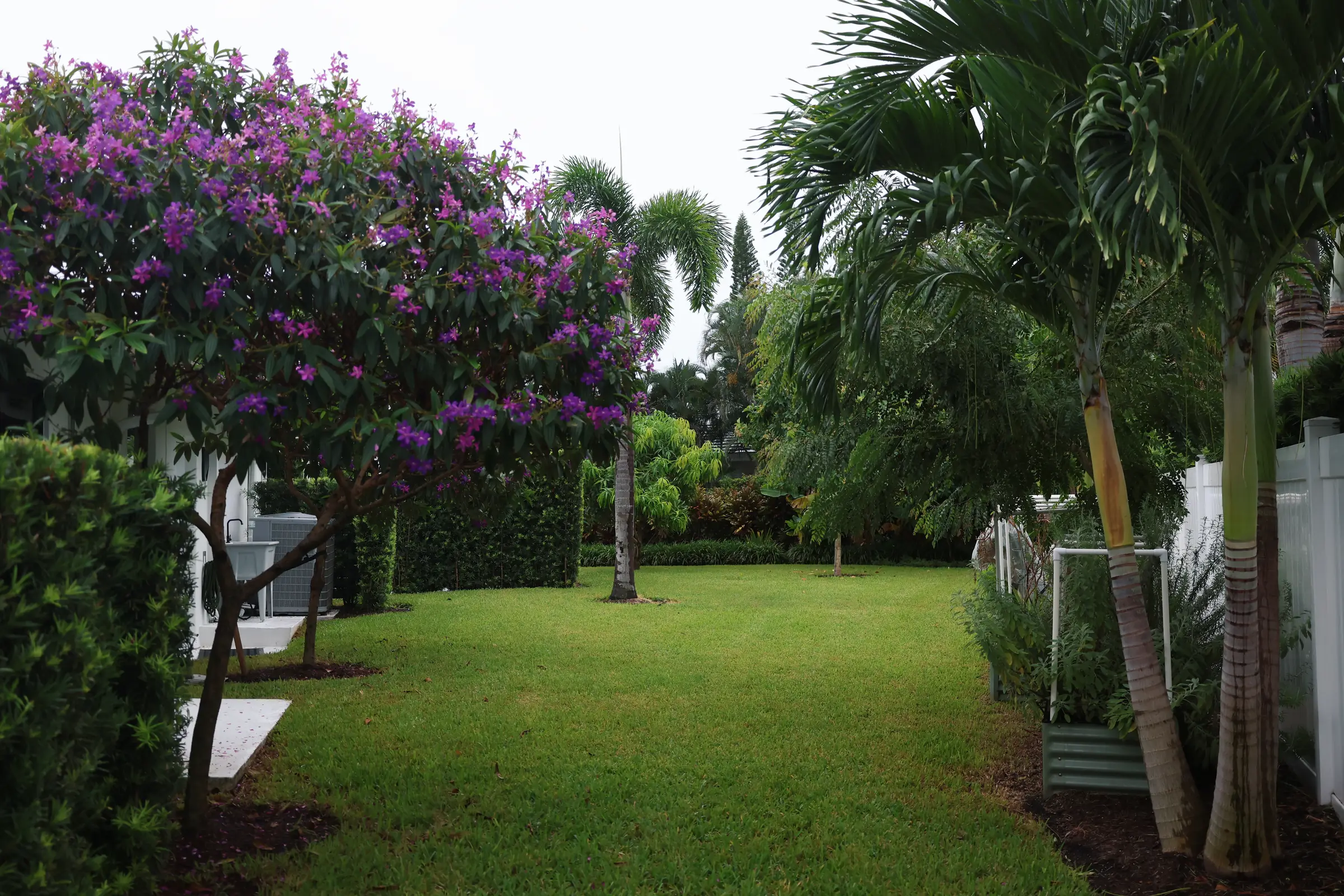 Purple flowering tree on lawn