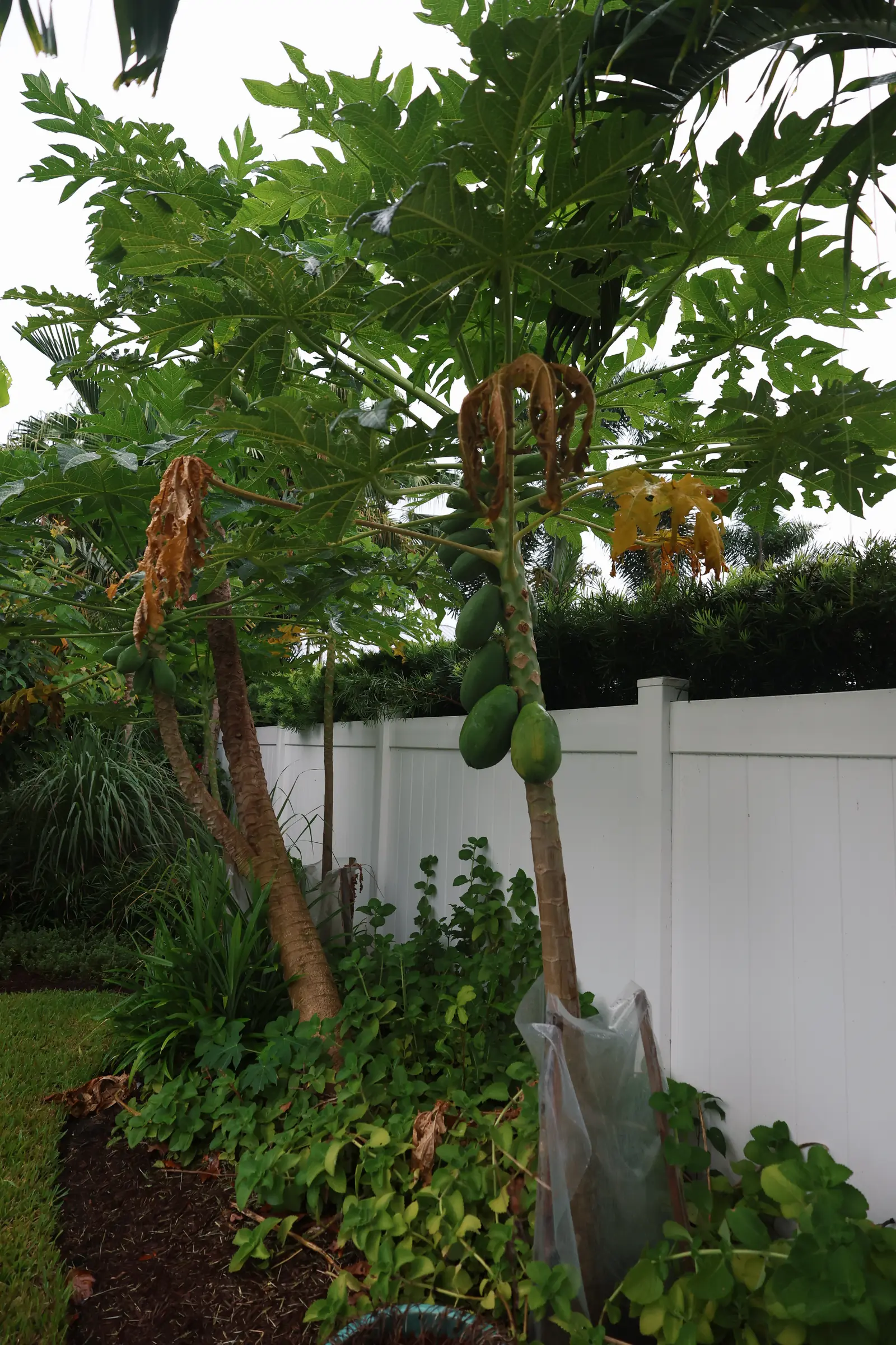 Papaya tree with fruit at fence