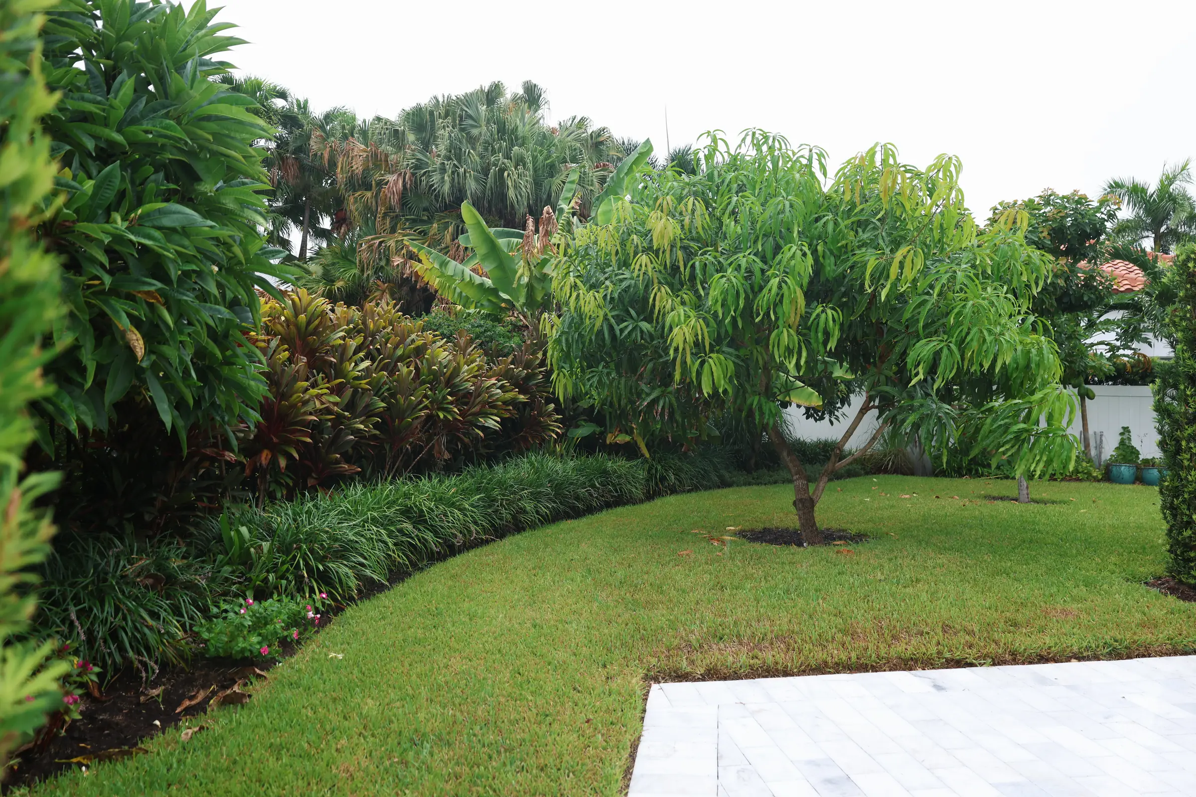 Clipped hedge and croton row along lawn