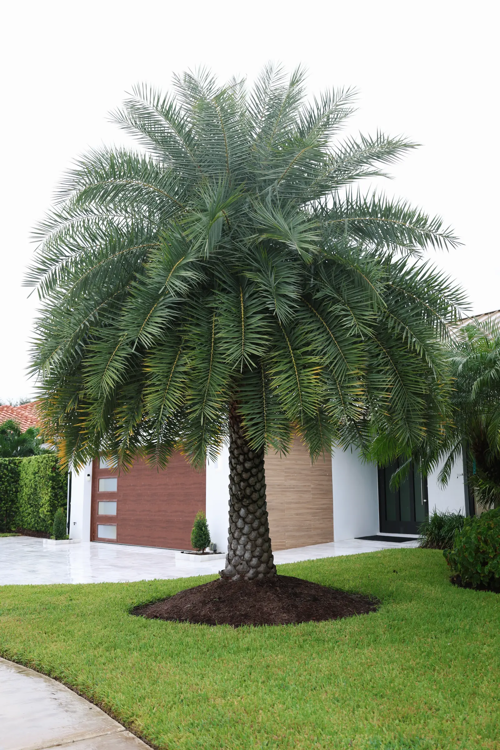 Palm on lawn at garage, vertical