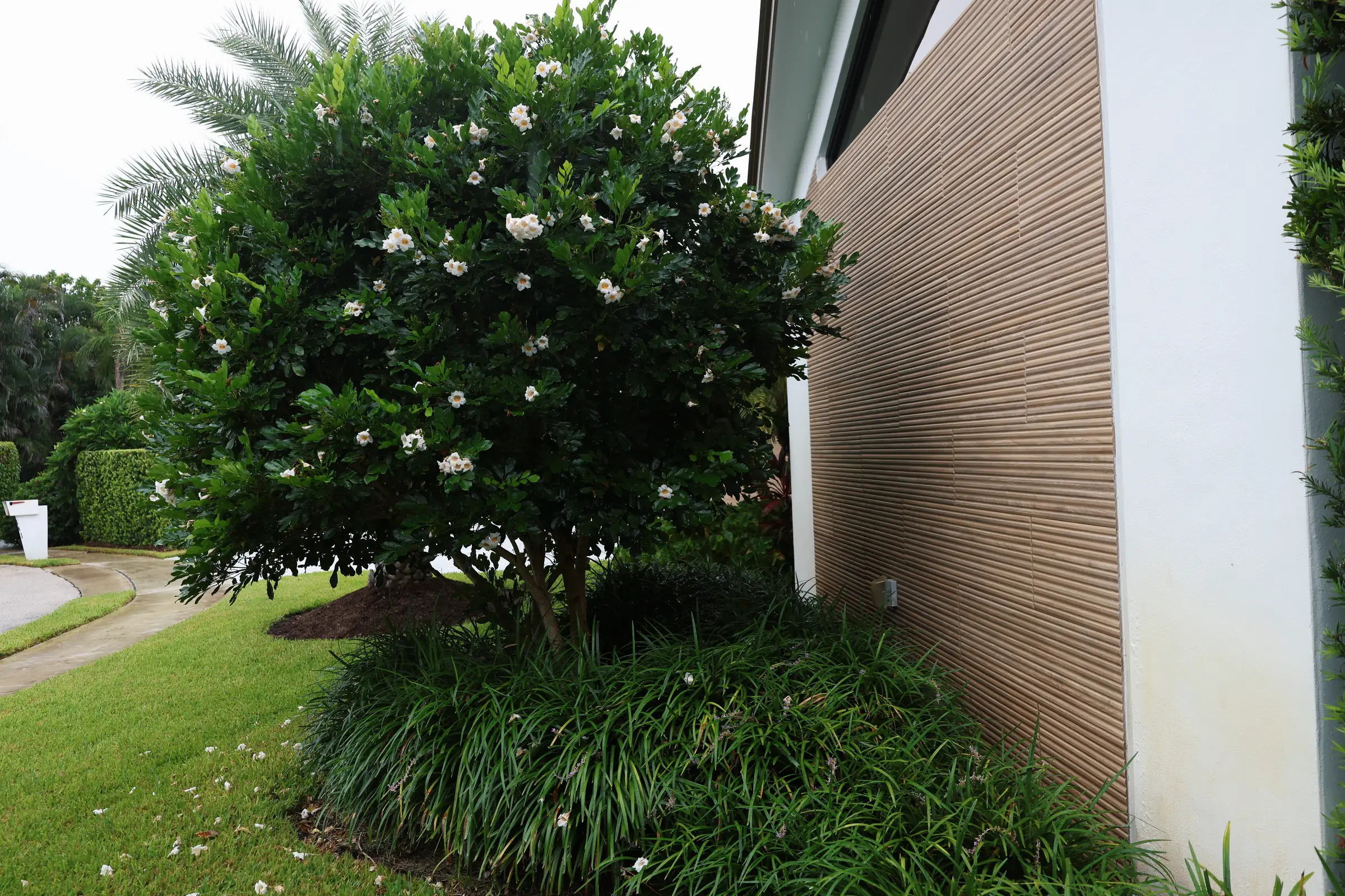 Gardenia against wood siding