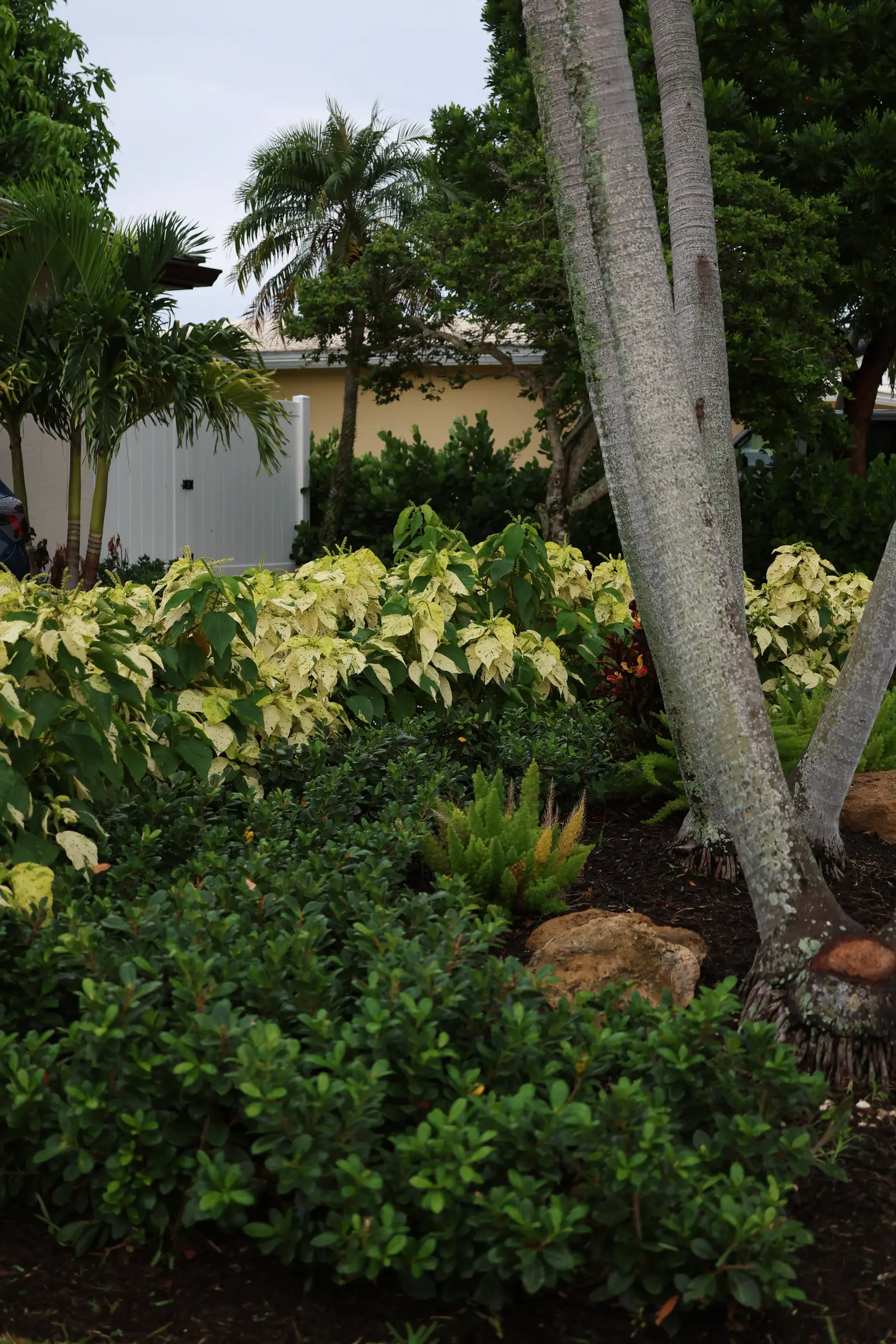 Variegated shrub bed with palms, vertical
