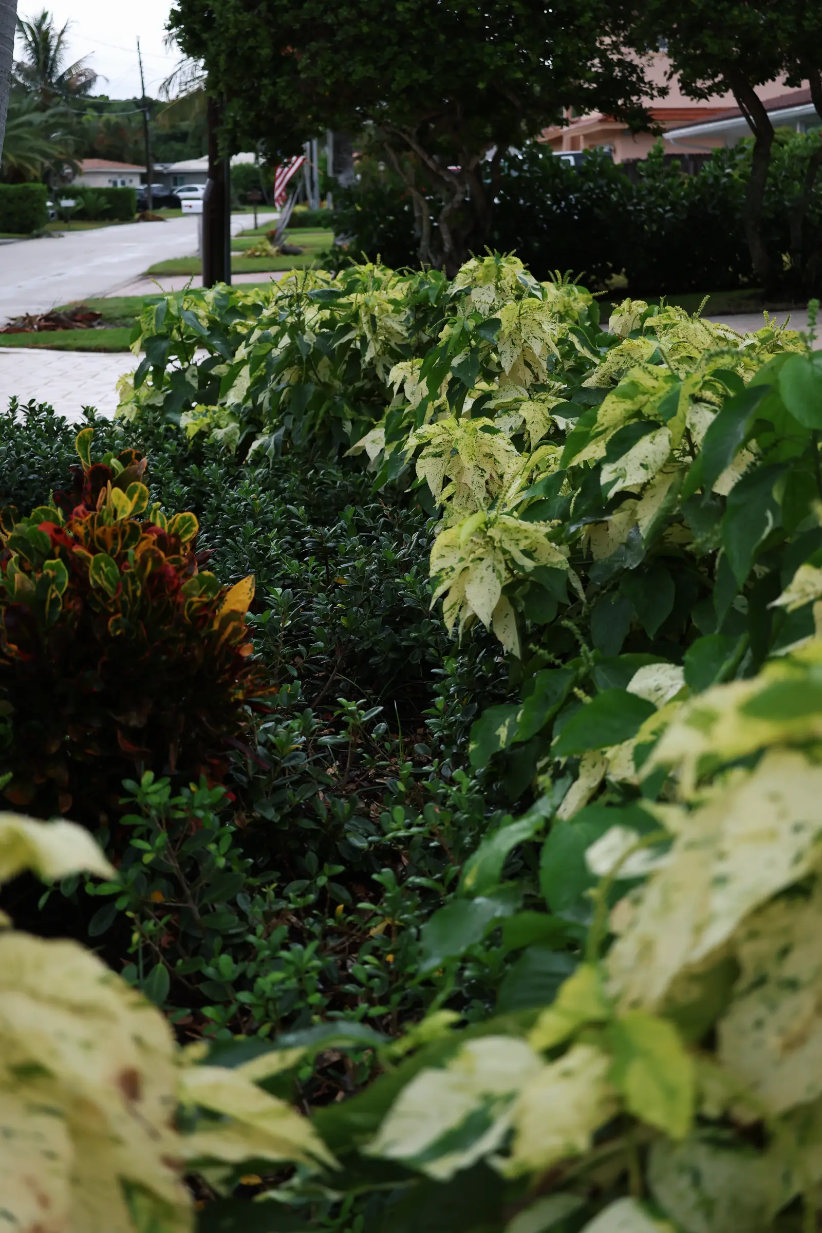 Croton and variegated shrub foliage