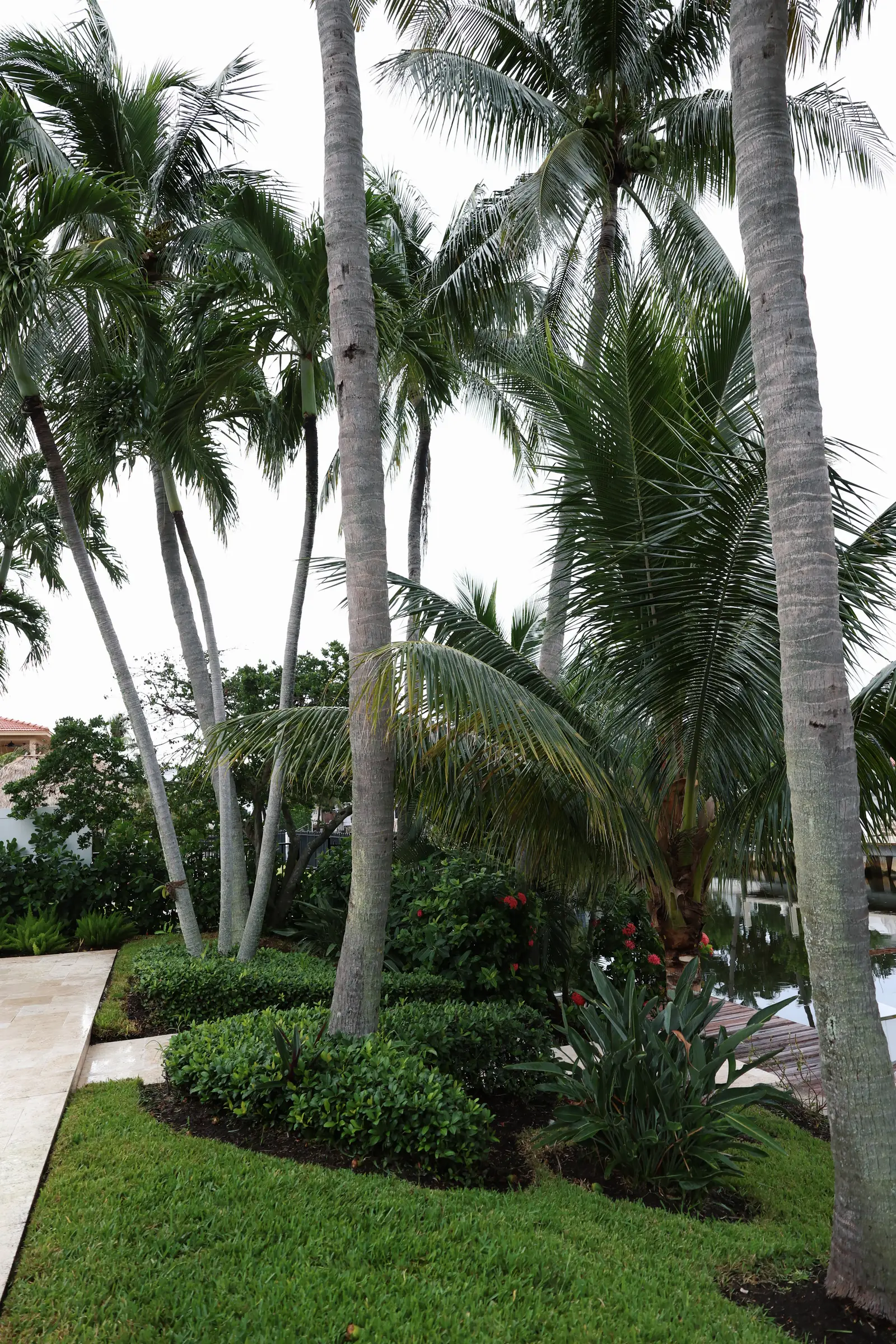 Coconut palms and ferns over turf path