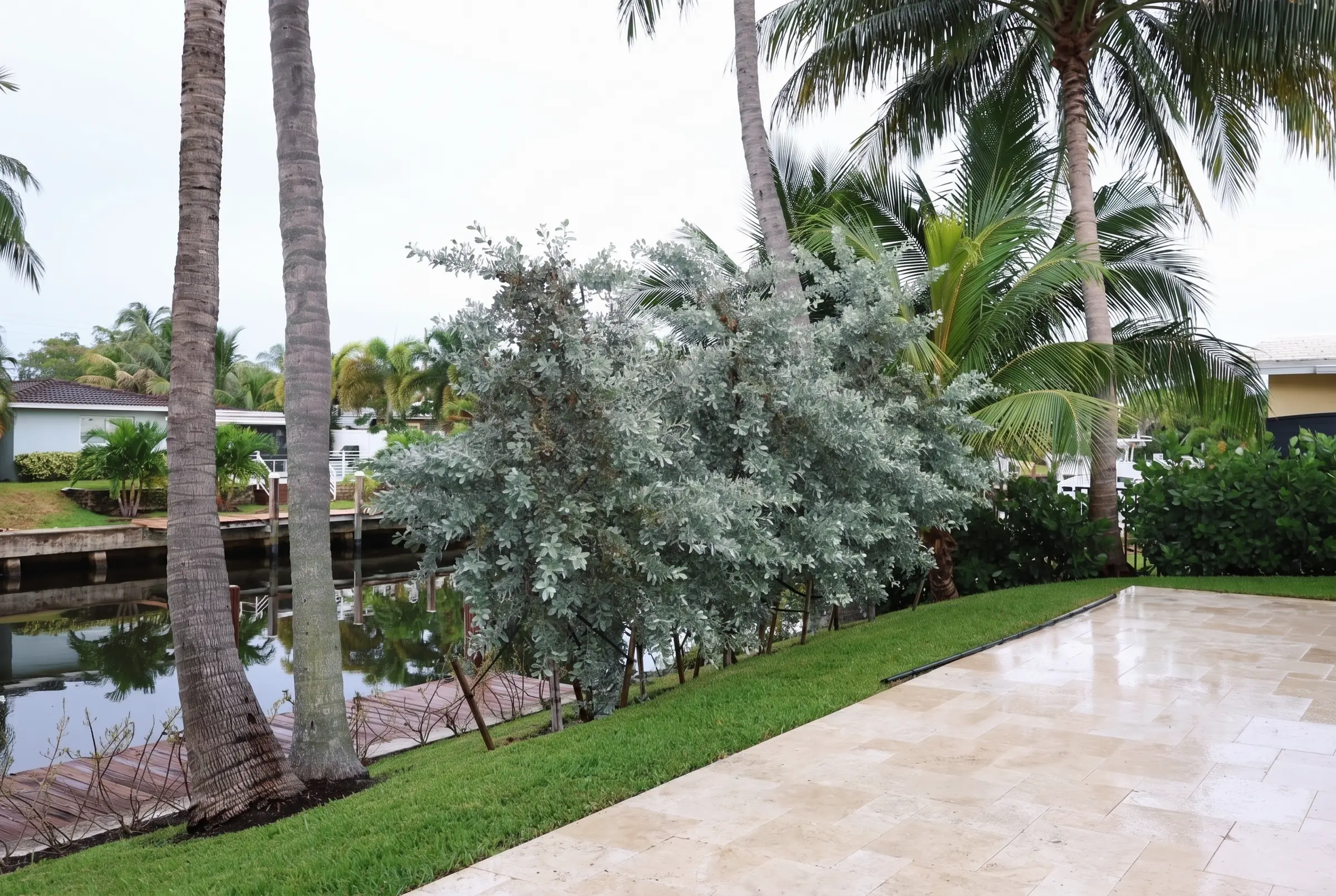 Silver buttonwood, dock and turf