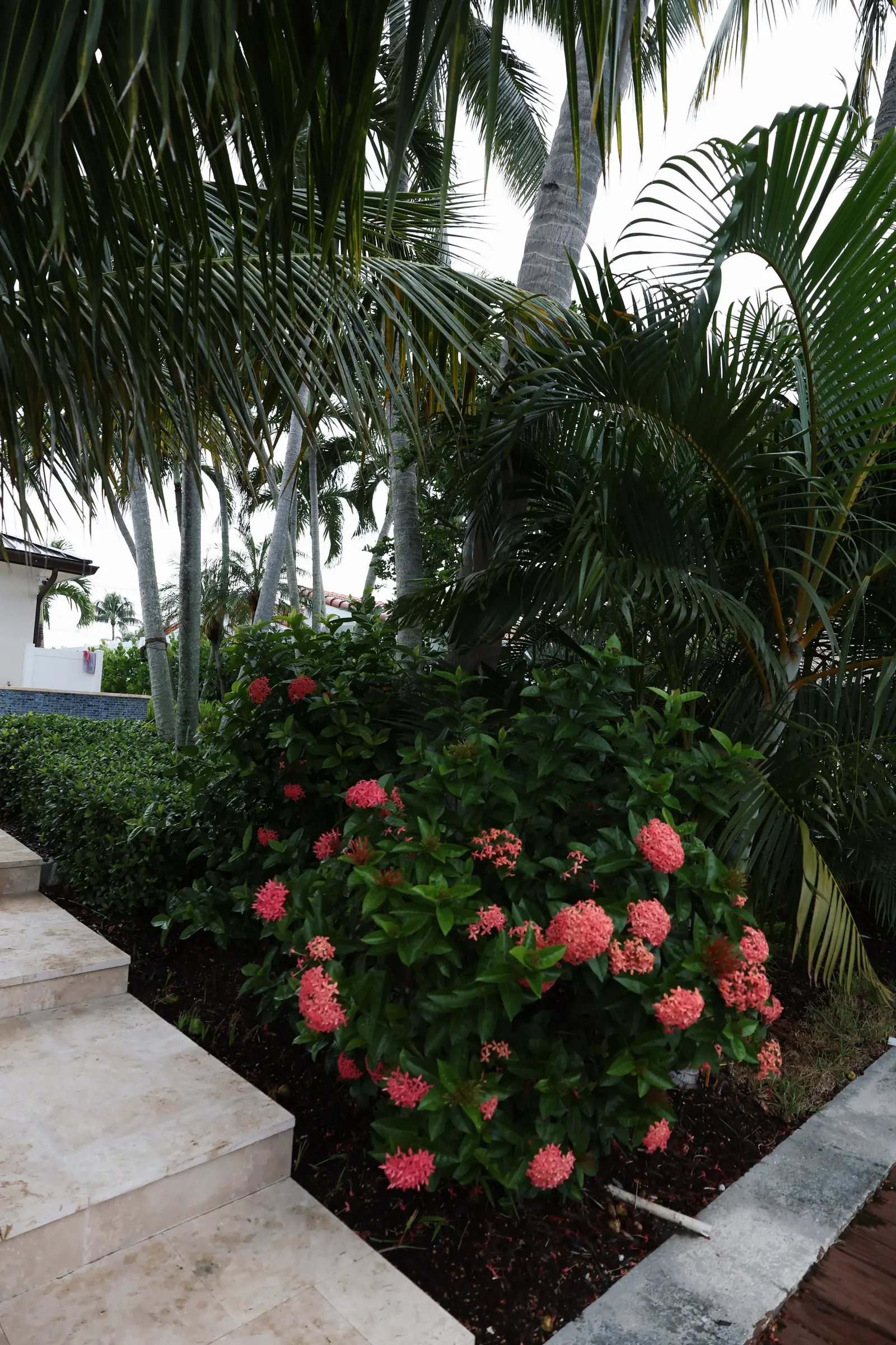 Coral ixora by dock, vertical