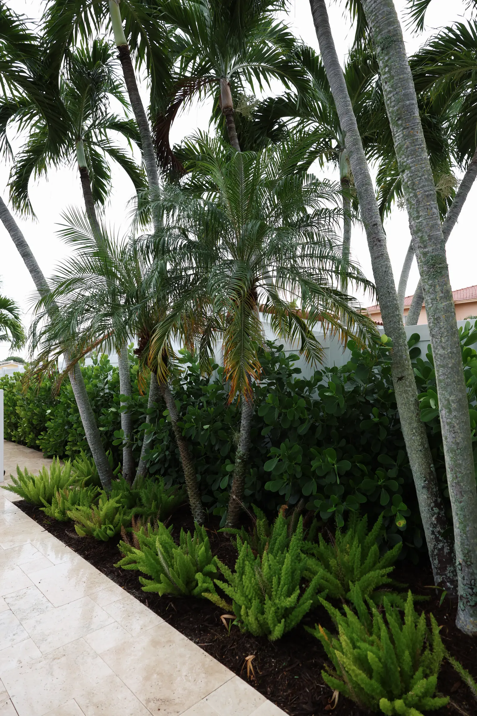 Palm grove with ferns, vertical